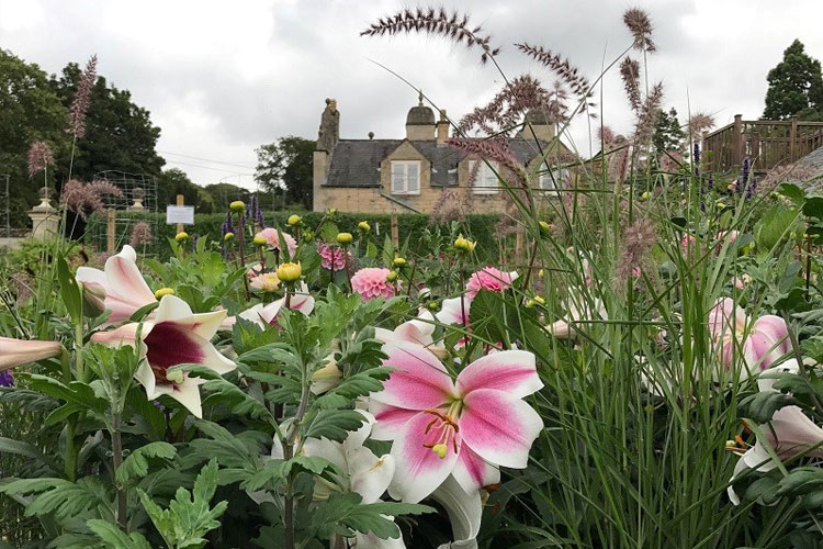 pink-flower-easton-walled-gardens
